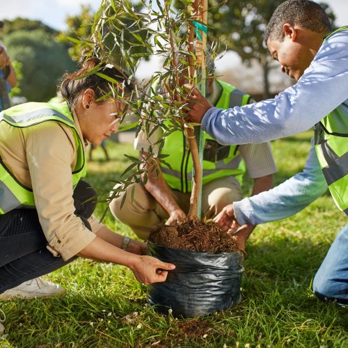 Tree Planting3