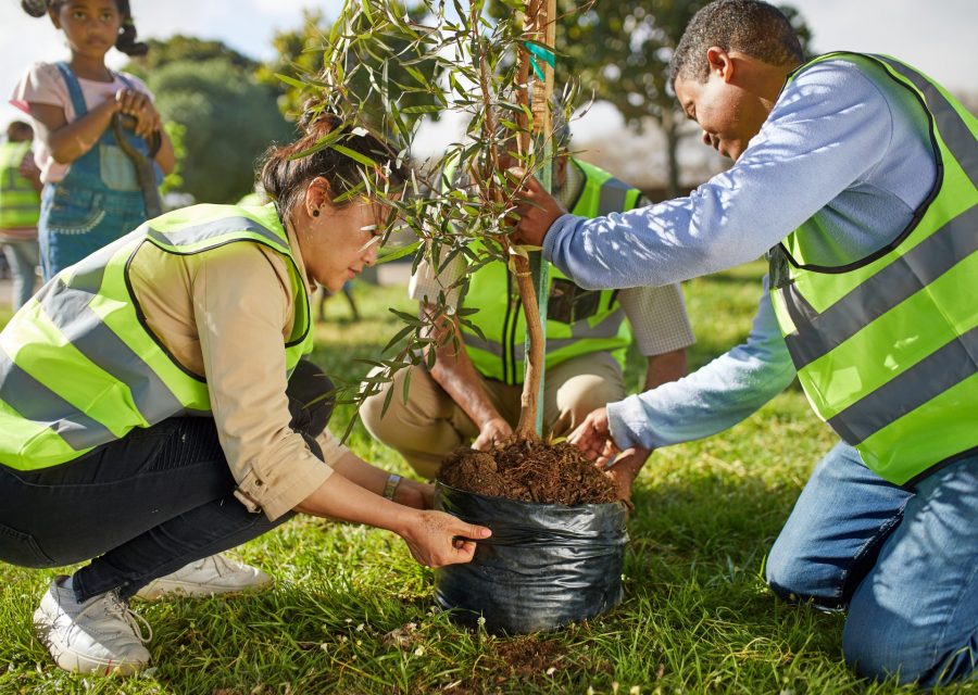 Tree Planting3